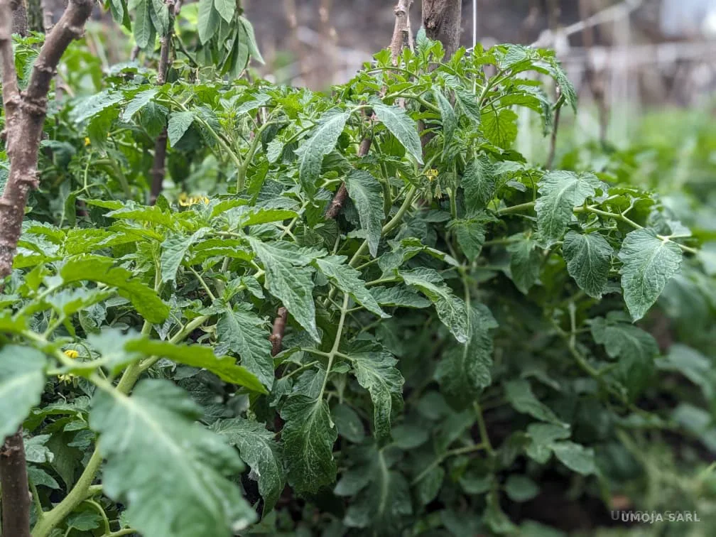 Plants de tomates dans une parcelle locale